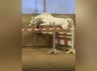 Caballo alemán, Semental, 3 años, 158 cm, Cremello