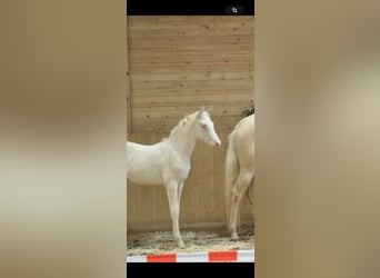 Caballo alemán, Semental, 3 años, 158 cm, Cremello