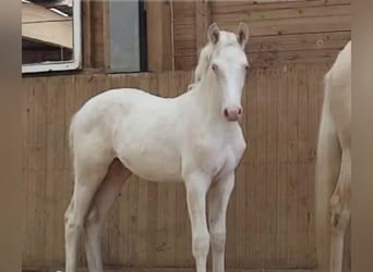 Caballo alemán, Semental, 3 años, 158 cm, Cremello