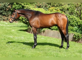 Caballo alemán, Semental, 3 años, 166 cm, Castaño oscuro