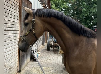 Caballo alemán, Semental, 3 años, 168 cm, Buckskin/Bayo