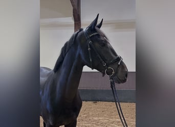 Caballo alemán, Semental, 3 años, 168 cm, Castaño oscuro