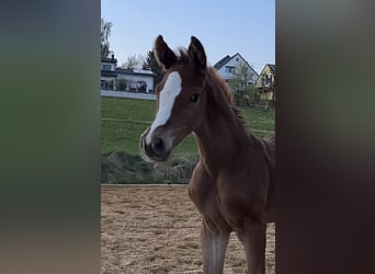 Caballo alemán, Semental, 3 años, 170 cm, Alazán-tostado