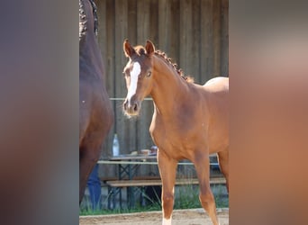 Caballo alemán, Semental, 3 años, 170 cm, Alazán-tostado