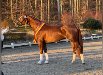 Caballo alemán, Semental, 3 años, 170 cm, Alazán-tostado