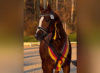 Caballo alemán, Semental, 3 años, 170 cm, Alazán-tostado