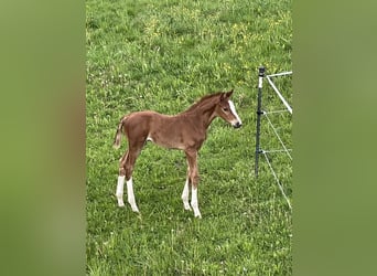 Caballo alemán, Semental, 3 años, 170 cm, Alazán-tostado