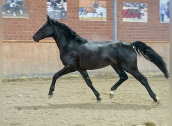 Caballo alemán, Semental, 3 años, 171 cm, Negro