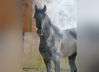 Caballo alemán, Semental, 3 años, 171 cm, Negro