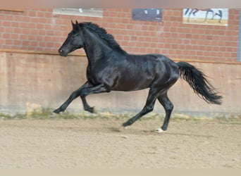 Caballo alemán, Semental, 3 años, 171 cm, Negro