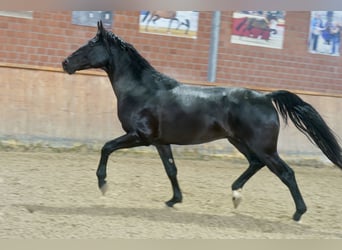 Caballo alemán, Semental, 3 años, 171 cm, Negro