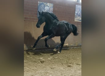 Caballo alemán, Semental, 3 años, 171 cm, Negro