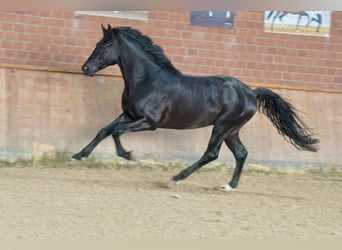 Caballo alemán, Semental, 3 años, 171 cm, Negro