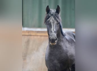 Caballo alemán, Semental, 3 años, 171 cm, Negro