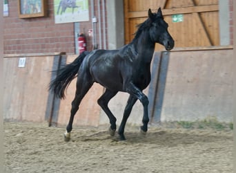 Caballo alemán, Semental, 3 años, 171 cm, Negro