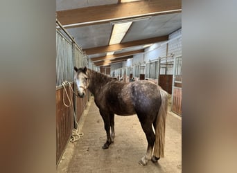 Caballo alemán Mestizo, Semental, 4 años, 137 cm