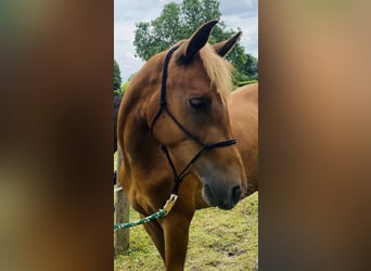 Caballo alemán, Semental, 4 años, 155 cm, Alazán