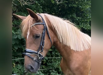 Caballo alemán, Semental, 4 años, 155 cm, Alazán