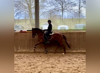 Caballo alemán, Semental, 4 años, 166 cm, Alazán