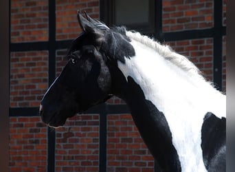 Caballo alemán, Semental, 4 años, 175 cm, Pío