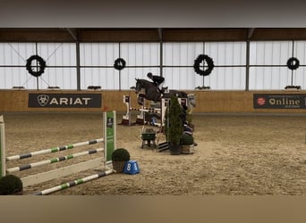 Caballo alemán, Semental, 6 años, 175 cm, Tordo