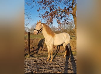 Caballo alemán Mestizo, Semental, 7 años, 160 cm, Perlino