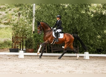 Caballo alemán, Semental, 8 años, 168 cm, Castaño