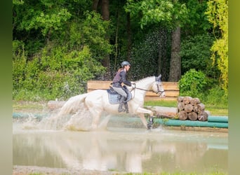 Caballo alemán, Semental, 15 años, 170 cm, Cremello