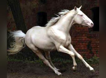 Caballo alemán, Semental, 15 años, 170 cm, Cremello