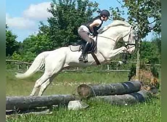 Caballo alemán, Semental, 15 años, 170 cm, Cremello