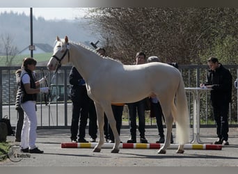 Caballo alemán, Semental, 15 años, 170 cm, Cremello