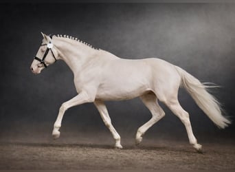 Caballo alemán, Semental, 16 años, 165 cm, Cremello