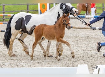 Caballo alemán, Semental, Potro (04/2024), 142 cm, Castaño oscuro