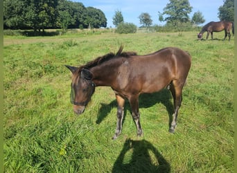 Caballo alemán, Semental, Potro (04/2024), 142 cm, Castaño oscuro