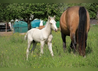 Caballo alemán, Semental, Potro (05/2023), 166 cm, Palomino