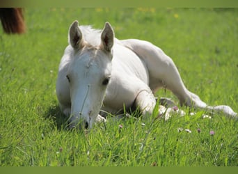 Caballo alemán, Semental, Potro (05/2023), 166 cm, Palomino