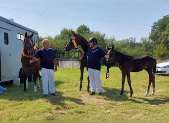 Caballo alemán, Semental, Potro (06/2024), 167 cm, Castaño oscuro