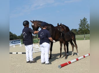 Caballo alemán, Semental, Potro (06/2024), 167 cm, Castaño oscuro