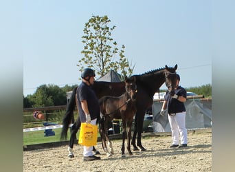 Caballo alemán, Semental, Potro (06/2024), 167 cm, Castaño oscuro