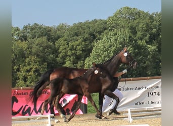 Caballo alemán, Semental, Potro (06/2024), 167 cm, Castaño oscuro