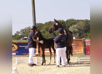 Caballo alemán, Semental, Potro (06/2024), 167 cm, Castaño oscuro