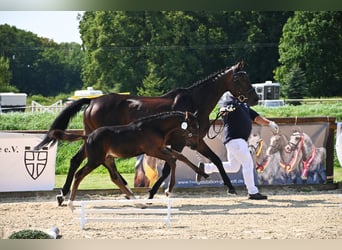 Caballo alemán, Semental, Potro (06/2024), 167 cm, Castaño oscuro