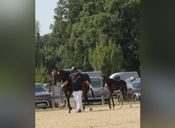 Caballo alemán, Semental, Potro (06/2024), 167 cm, Castaño oscuro