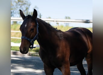 Caballo alemán, Semental, Potro (03/2023), 167 cm, Castaño oscuro