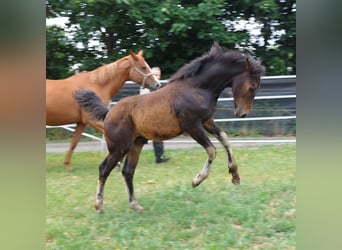Caballo alemán, Semental, Potro (03/2023), 167 cm, Castaño oscuro