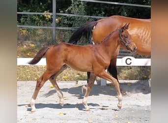 Caballo alemán, Semental, Potro (05/2024), 168 cm, Castaño