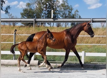 Caballo alemán, Semental, Potro (05/2024), 168 cm, Castaño