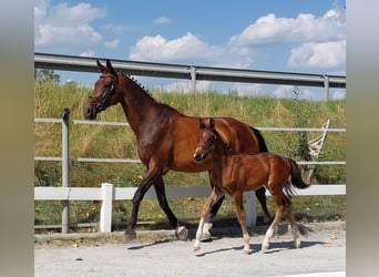 Caballo alemán, Semental, Potro (05/2024), 168 cm, Castaño