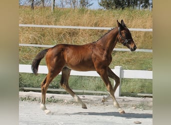 Caballo alemán, Semental, Potro (05/2024), 168 cm, Castaño