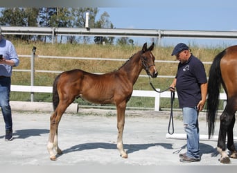 Caballo alemán, Semental, Potro (05/2024), 168 cm, Castaño